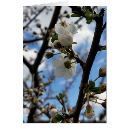 Blooming tree cards (Front)
