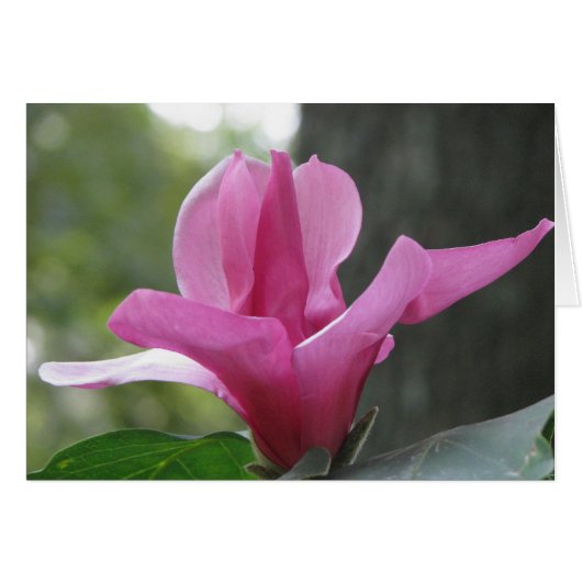 Blooming Tree Cards (Front Horizontal)