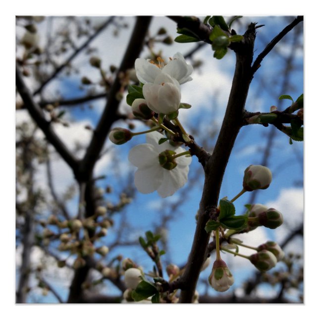 Blooming tree poster (Front)