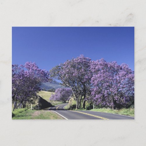 Blooming trees along road in Haleakala Maui Postcard