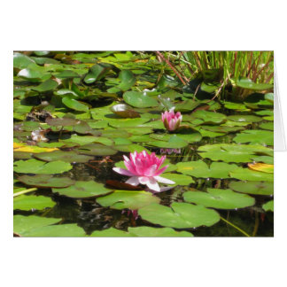 Blooming Water Lillies Cards