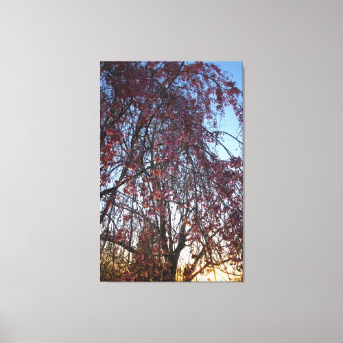 Blooming Weeping Cherry Tree in Spring Canvas Print