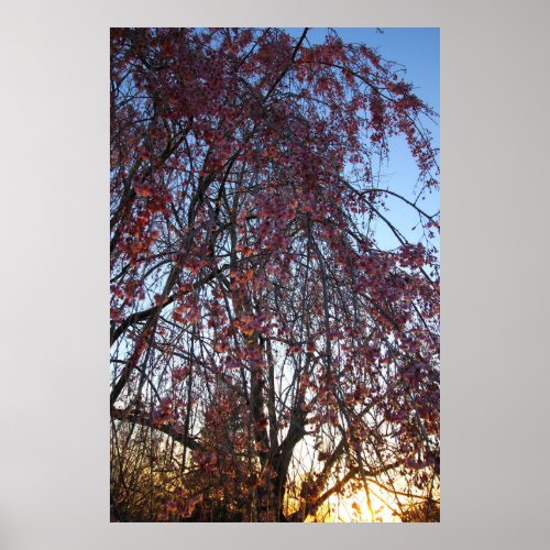 Blooming Weeping Cherry Tree in Spring Poster