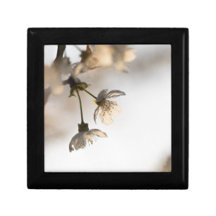 Blooming White Cherry Tree Nature Photo Gift Box