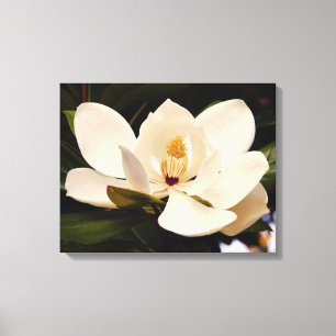 Blooming White Magnolia Stretched Canvas Print