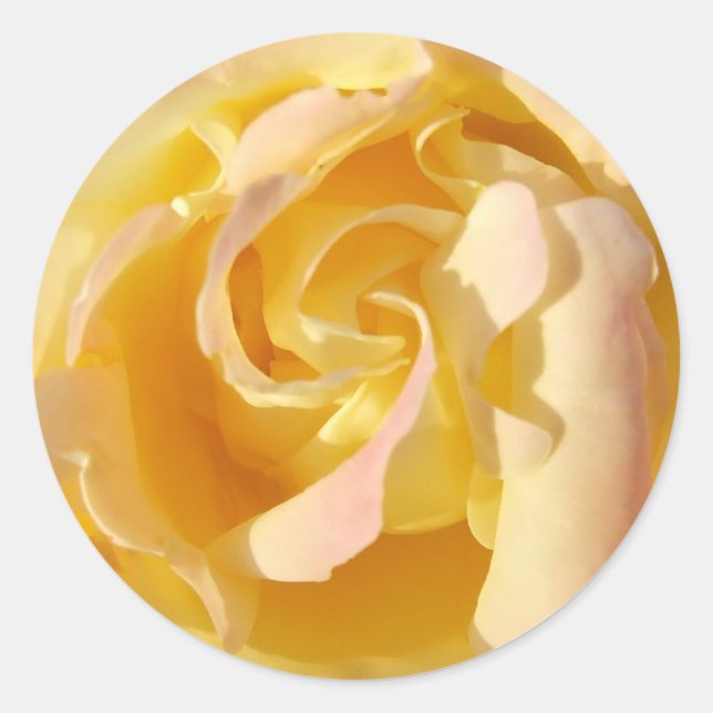Blooming Yellow Rose Flower Sticker (Front)