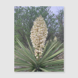 Blooming Yuccas Magnet