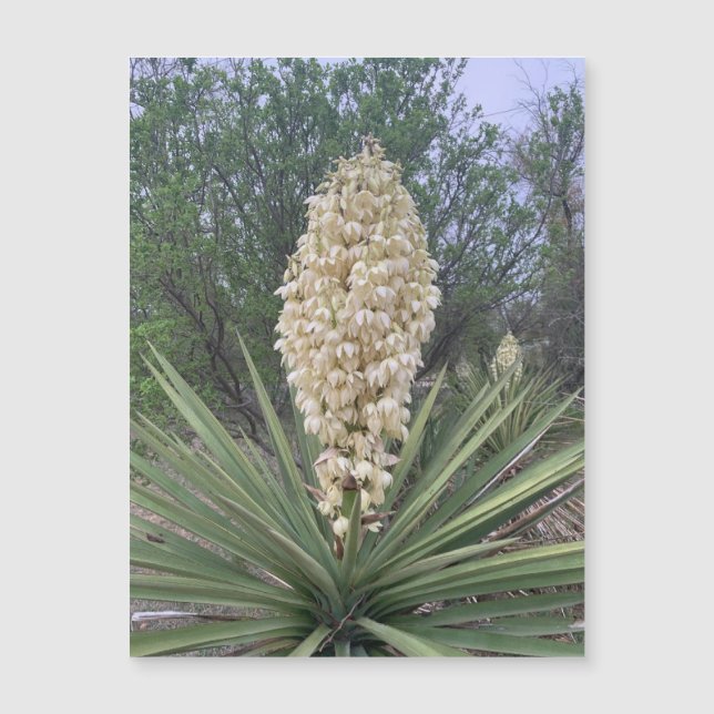 Blooming Yuccas Magnet (Front)