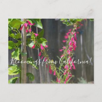 Bloomings from Califonria: Firecracker Penstemon Postcard