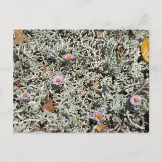 Bloomings from Califonria: Silver Carpet Postcard