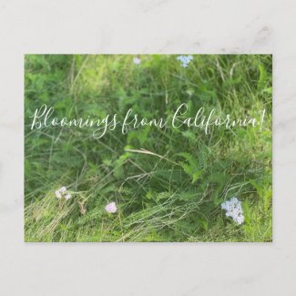 Bloomings from California: Achillea millefolium Postcard
