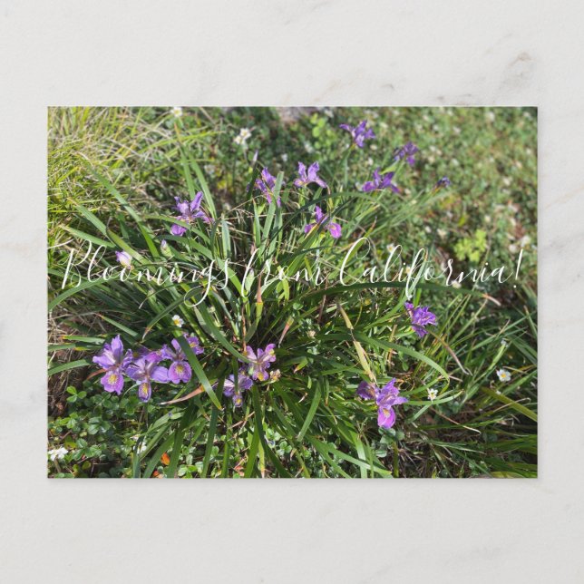 Bloomings from California: April Iris Postcard (Front)
