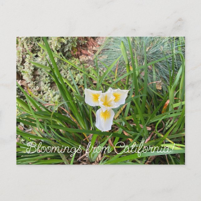 Bloomings from California: AprilSnow Douglas Iris  Postcard (Front)