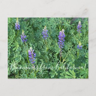 Bloomings from California: Arroyo Lupine Postcard
