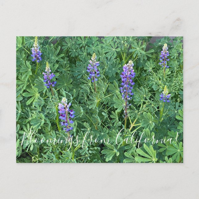 Bloomings from California: Arroyo Lupine Postcard (Front)