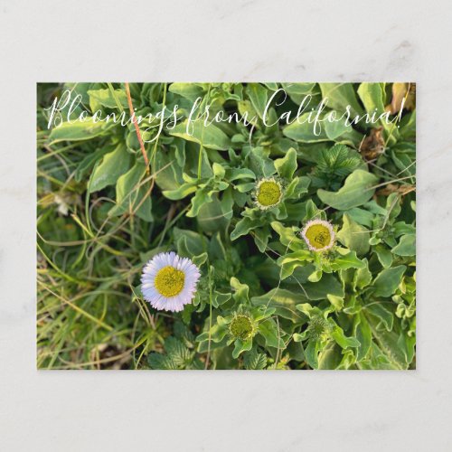 Bloomings from California Beach Aster Postcard
