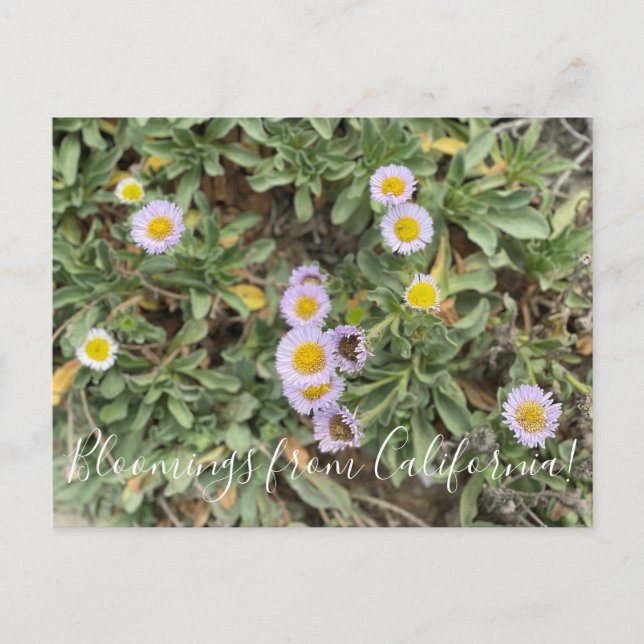 Bloomings from California: Beach Aster Postcard (Front)