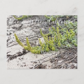 Bloomings from California: Beach Bur Postcard