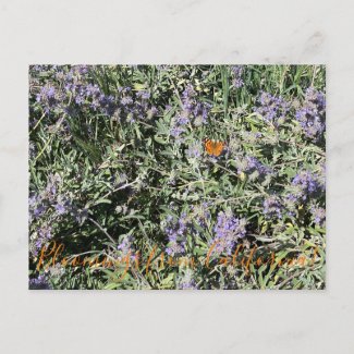Bloomings from California: Bee's Bliss Sage Postcard