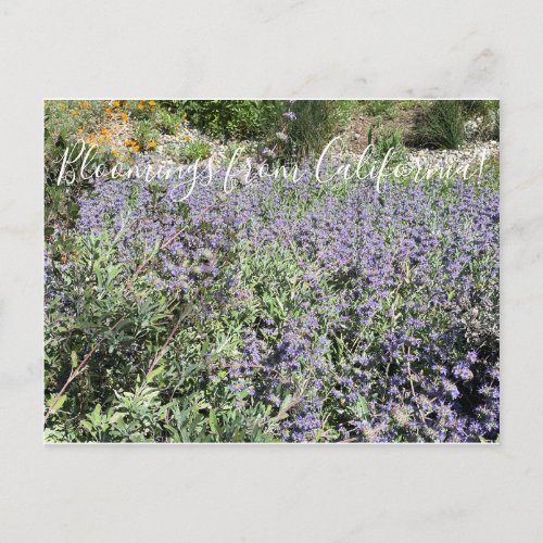 Bloomings from California Bees Bliss Sage  Postcard
