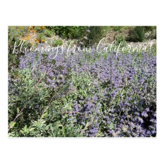 Bloomings from California: Bee's Bliss Sage  Postcard