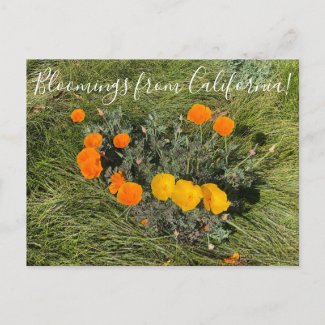 Bloomings from California: Bicolor Poppies Postcard