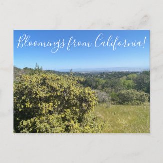 Bloomings from California: Big Saltbush Postcard