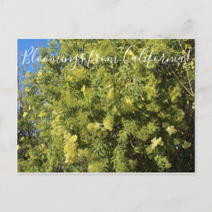 Bloomings from California: Black Elderber Postcard