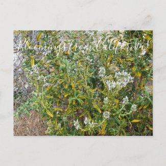 Bloomings from California: Black Sage Postcard