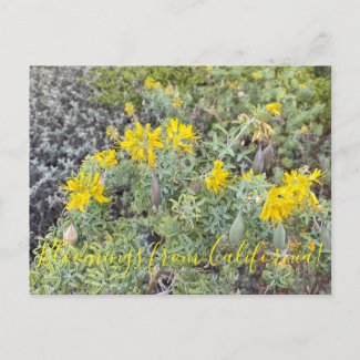Bloomings from California: Bladderpod Postcard