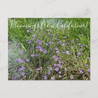 Bloomings from California: Blue Eyed Grass Postcard