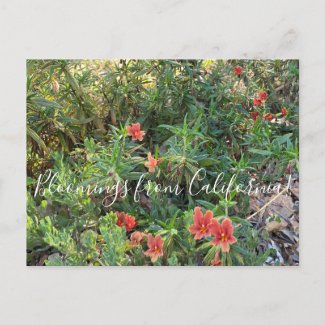 Bloomings from California: Bronze Monkey Flower Postcard