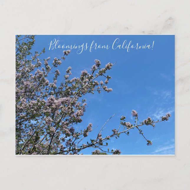 Bloomings from California: Buck Brush Postcard (Front)