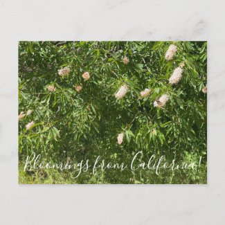Bloomings from California: Buckeyes & Butterflies Postcard