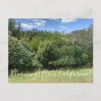 Bloomings from California: Buckeyes Postcard