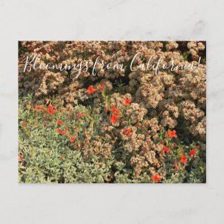 Bloomings from California: Buckwheat & Fuchsia Postcard