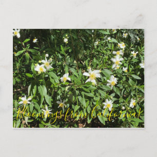 Bloomings from California: Bush Anemone Postcard