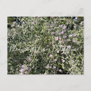 Bloomings from California: Bush Mallow Postcard