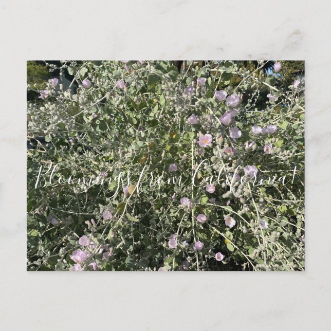 Bloomings from California: Bush Mallow Postcard (Front)