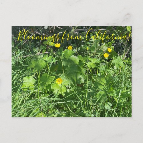 Bloomings from California Buttercups Postcard