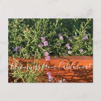 Bloomings from California: California Ast Postcard
