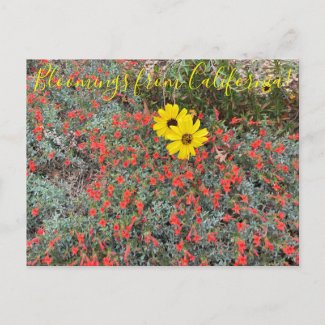 Bloomings from California: California Brittlebush  Postcard