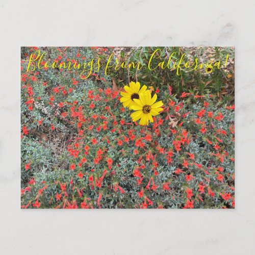 Bloomings from California California Brittlebush  Postcard