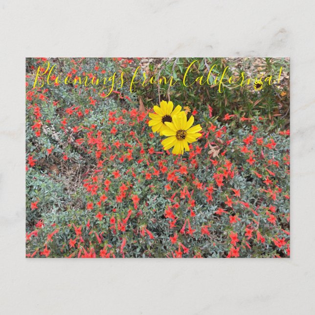 Bloomings from California: California Brittlebush  Postcard (Front)