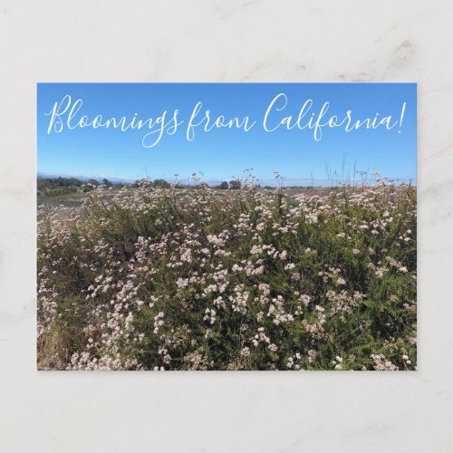 Bloomings from California California Buckwheat Postcard