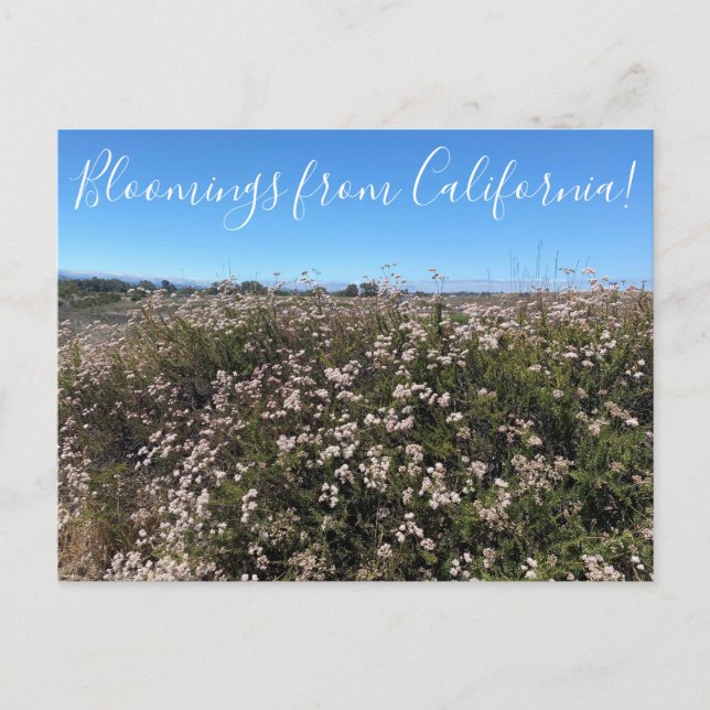 Bloomings from California: California Buckwheat Postcard (Front)