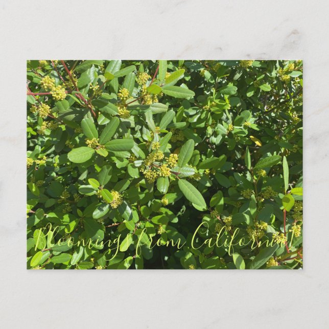 Bloomings from California: California Coffeeberry Postcard (Front)