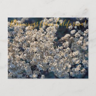 Bloomings from California: California Everlasting Postcard