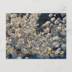 Bloomings from California: California Everlasting Postcard