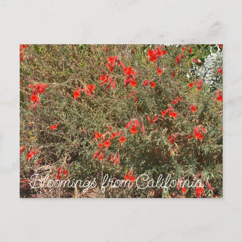 Bloomings from California California Fuchsia Postcard